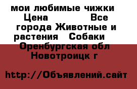 мои любимые чижки › Цена ­ 15 000 - Все города Животные и растения » Собаки   . Оренбургская обл.,Новотроицк г.